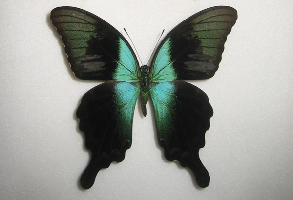 �A�I�l�A�Q�n