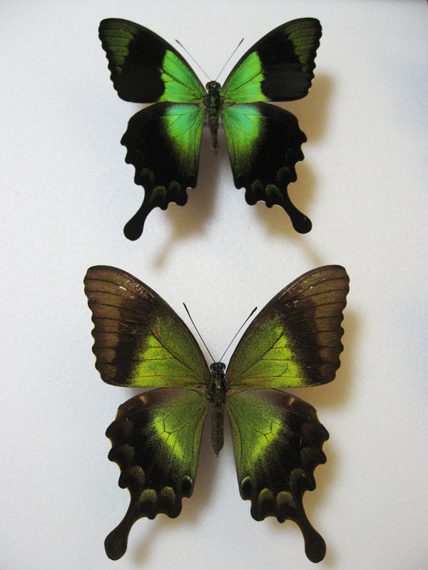 �A�I�l�A�Q�n