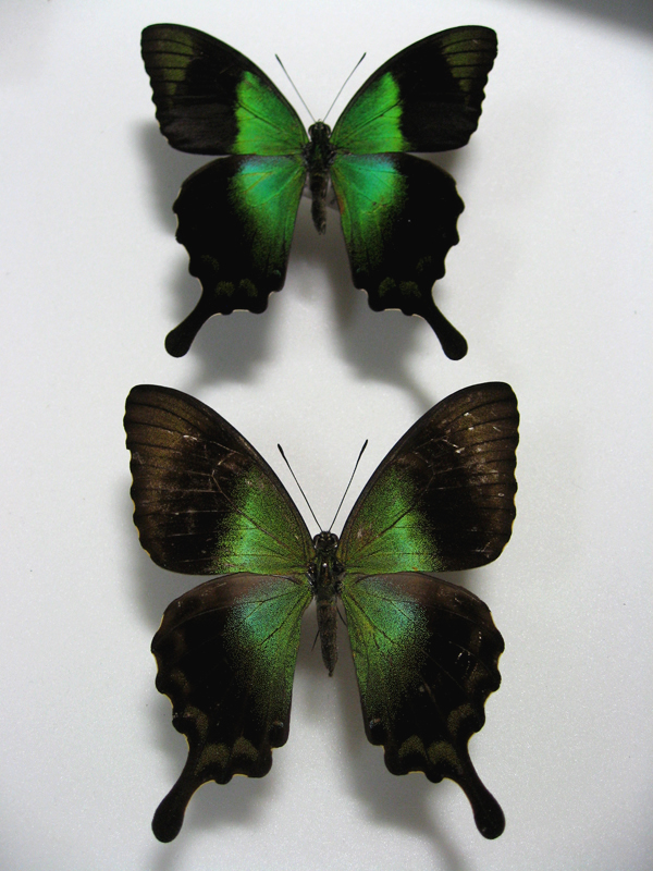 �A�I�l�A�Q�n