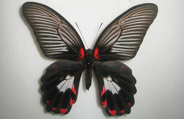 �A�J�l�A�Q�n