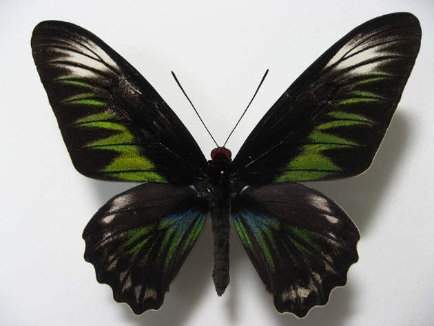 �A�J�G���g���o�l�A�Q�n_���X