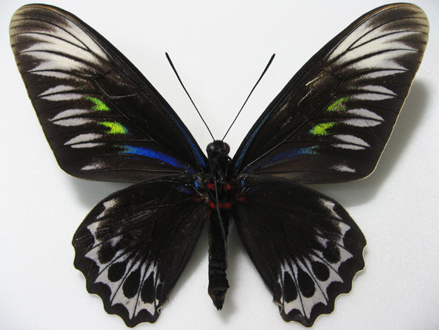 �A�J�G���g���o�l�A�Q�n_���X