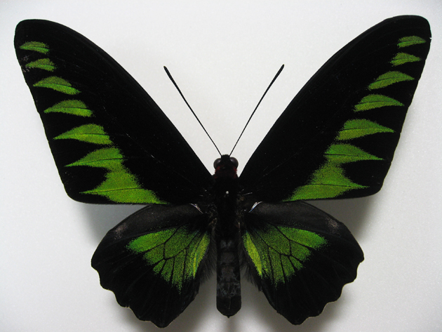 �A�J�G���g���o�l�A�Q�n_�I�X