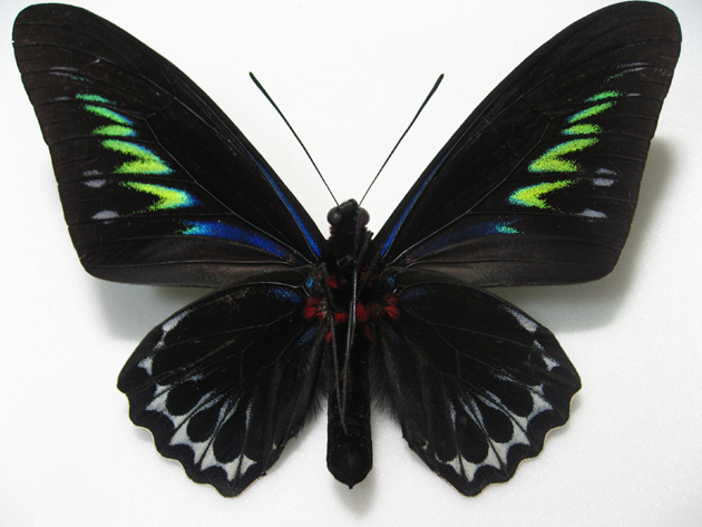 �A�J�G���g���o�l�A�Q�n_�I�X