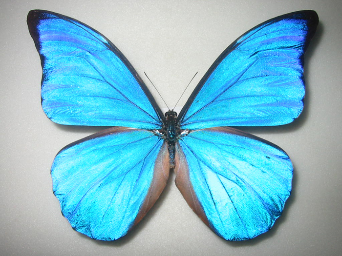 2850円 印象のデザイン モルフォ蝶の標本