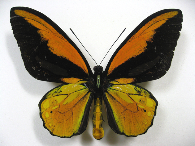 �A�J���K�l�g���o�l�A�Q�n