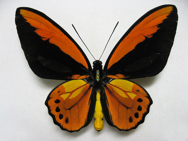 �A�J���K�l�g���o�l�A�Q�n