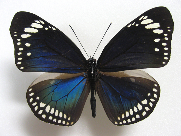 �J�����}���o�l�}�_��