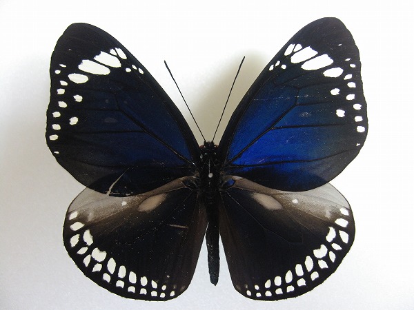 �J�����}���o�l�}�_��