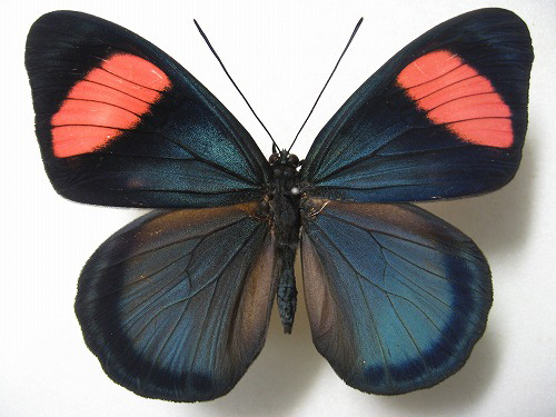 ベーツタテハ Batesia hypochlora ～ 蝶の標本 麗蝶 ～