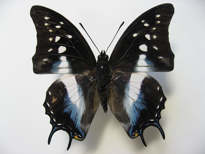 �R�O�i�g�X�t�^�I