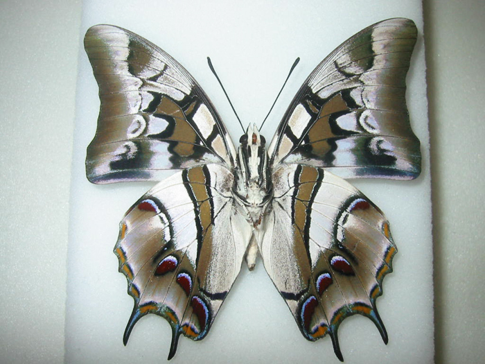 �R�O�i�g�X�t�^�I