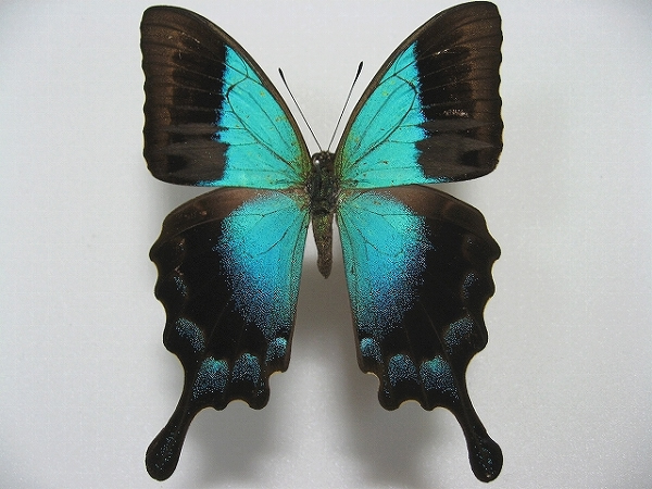 �`���[���A�I�l�A�Q�n