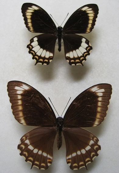 �J�m�v�X�l�b�^�C�����L