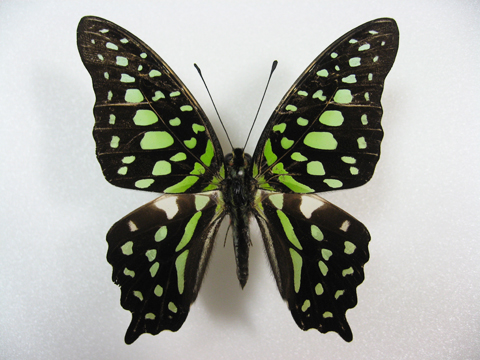 �R�����^�C�}�C�Q�t�B���s��