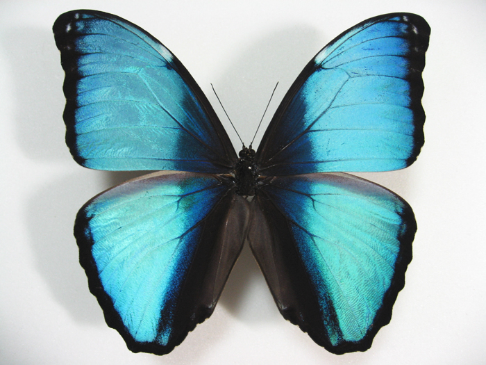 �f�C�_�~�A�����t�H