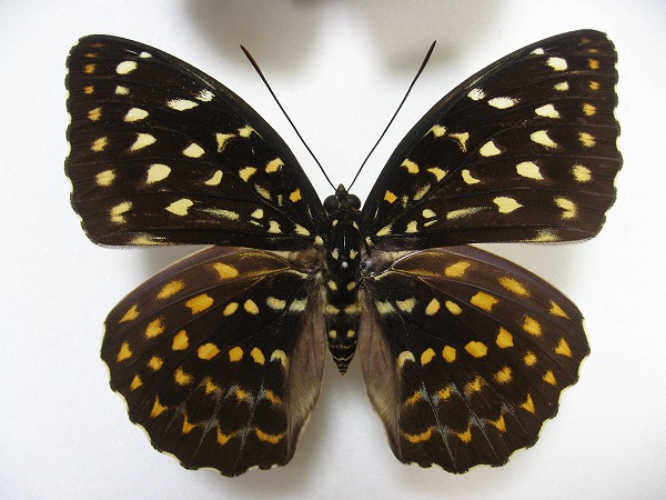 Lexias dirtea inimitabilis