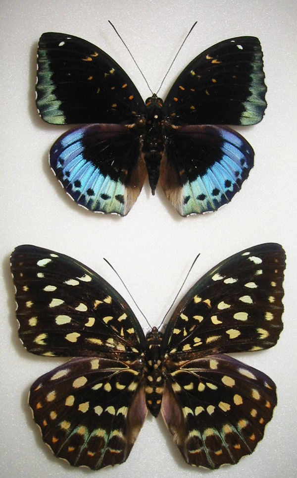 ディルテアオオイナズマ(ヤマオオイナズマ) Lexias dirtea ～ 蝶の標本