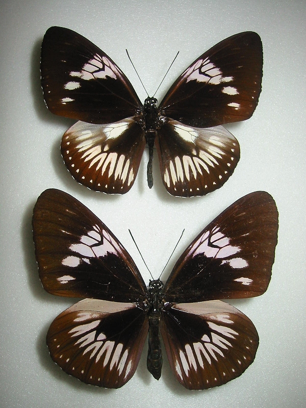 �G�E�p�g�[�������}�_��