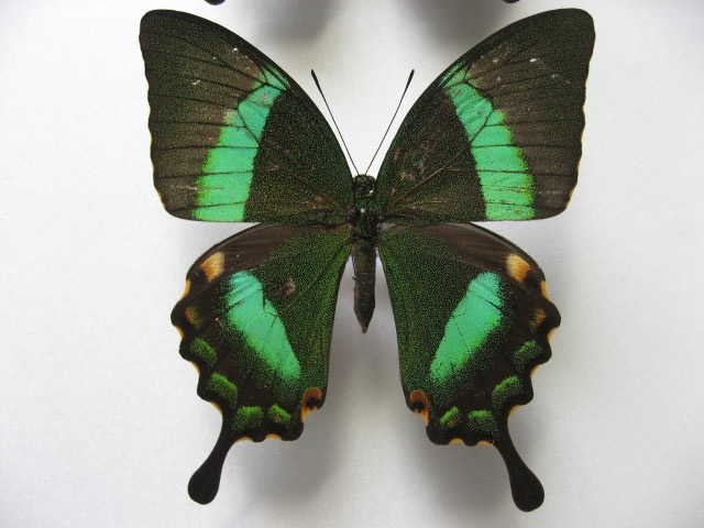 �t�B���b�s���I�r�N�W���N�A�Q�n