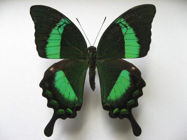 �t�B���b�s���I�r�N�W���N�A�Q�n