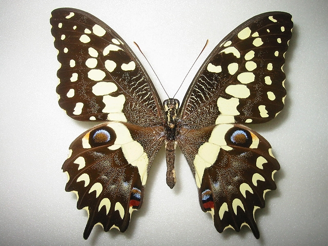 蝶標本 ベニモンアゲハ【大幅値下げ】 蝶標本 ベニモンアゲハ【大幅値下げ】 蝶標本 ベニモンアゲハ【大幅