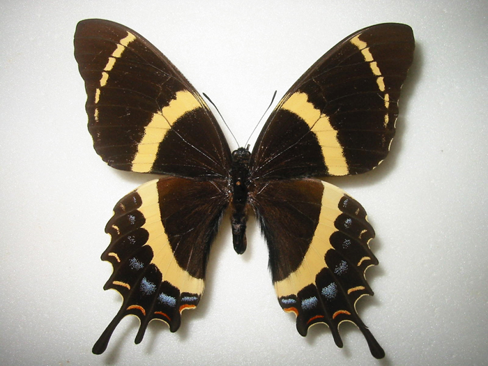 �K���}�X�A�Q�n