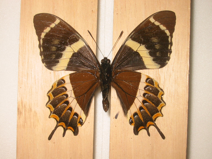 �K���}�X�A�Q�n