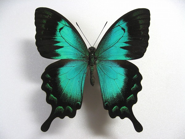 �w���{�V�A�I�l�A�Q�n