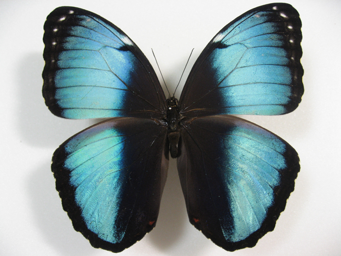 �w���m�[�������t�H