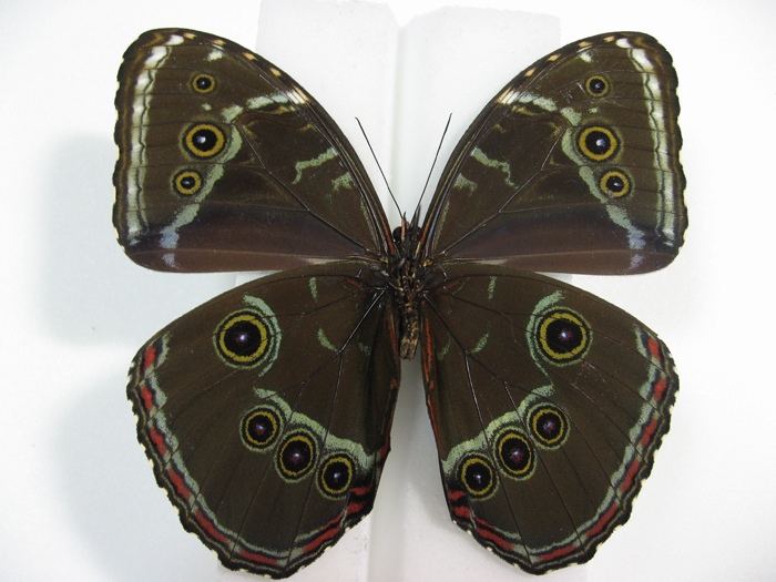 �w���m�[�������t�H