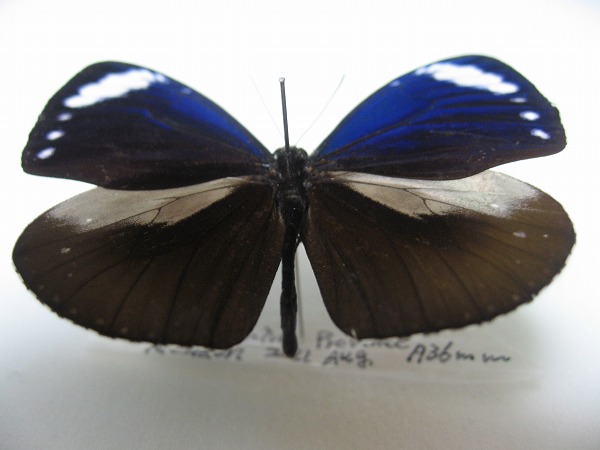 �z���V�������}�_��