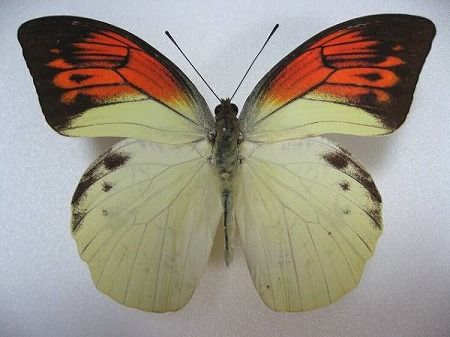 �q�C���c�}�x�j�`���E