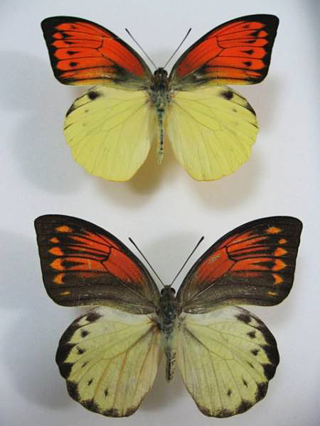 �q�C���c�}�x�j�`���E