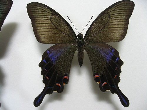 �J���X�A�Q�n