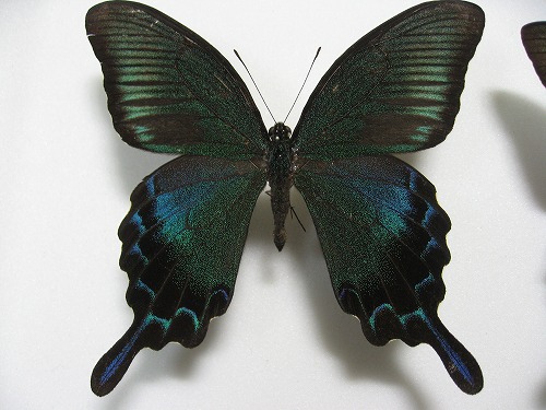 �J���X�A�Q�n