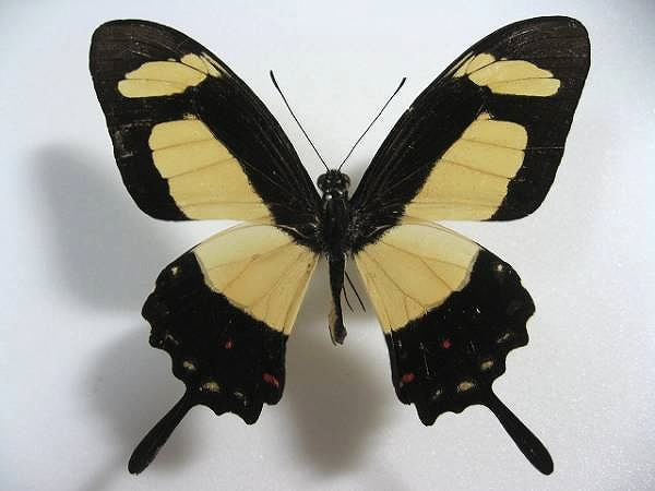 �}���o�l�L�I�r�A�Q�n