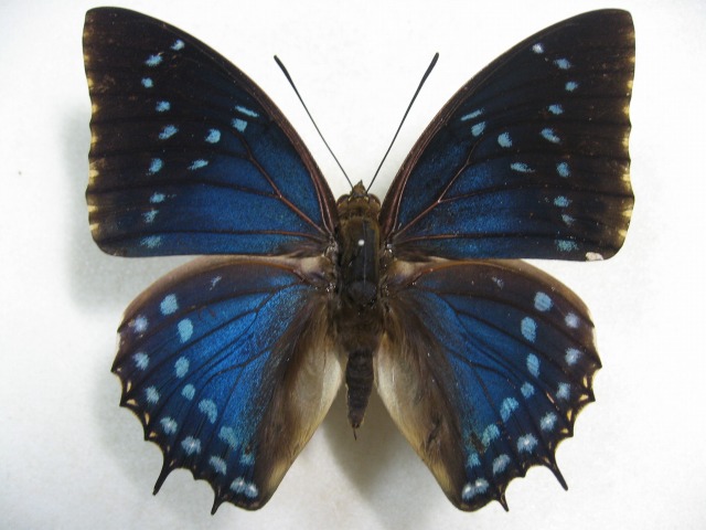 �J�X���t�^�I