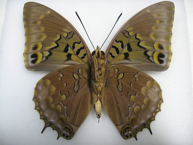 �J�X���t�^�I