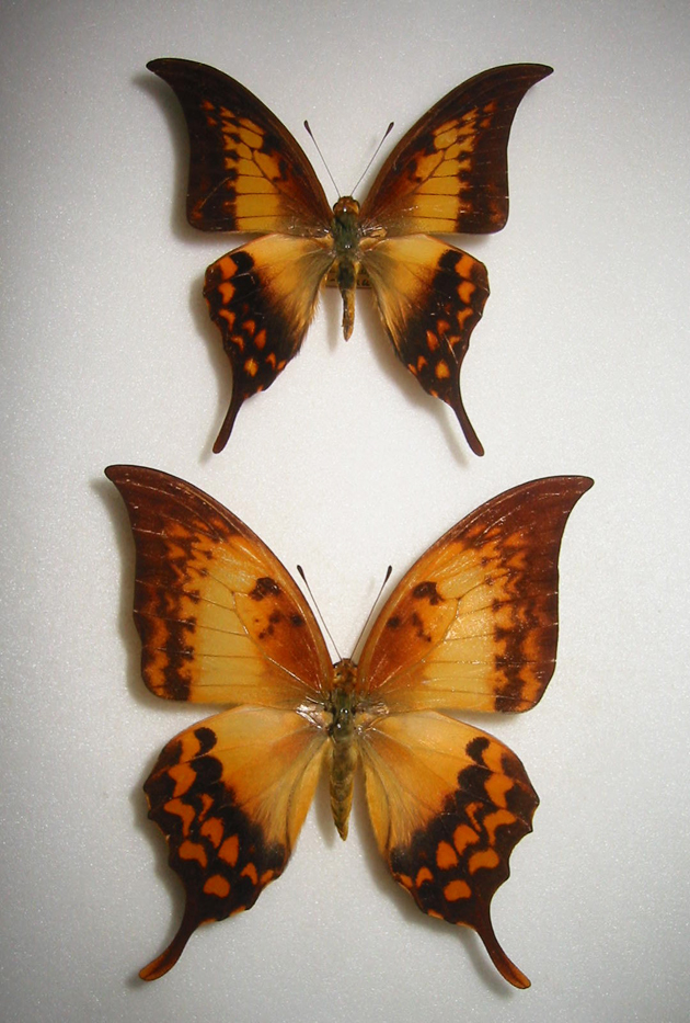 �J�M�o�A�Q�n