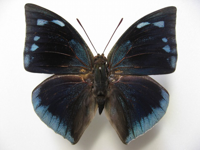 �L�Z�m�N���e�X�L�m�n�^�e�n