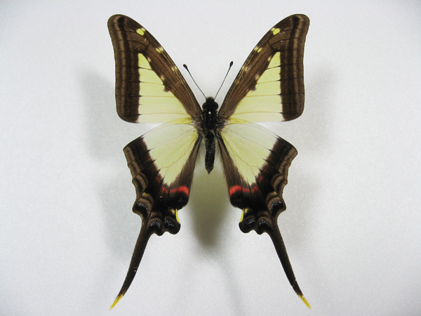 �L�~�h���I�i�K�^�C�}�C