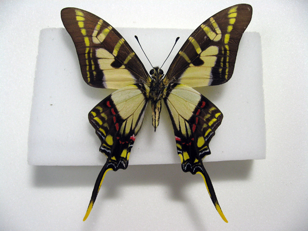 �L�C���I�i�K�^�C�}�C