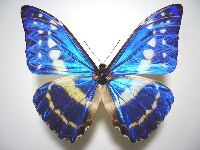 �L�v���X�����t�H