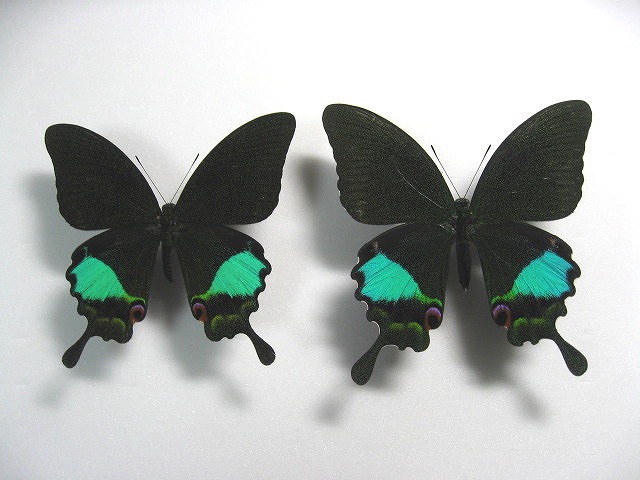 カルナルリモンアゲハ Papilio karna ～ 蝶の標本 麗蝶 ～