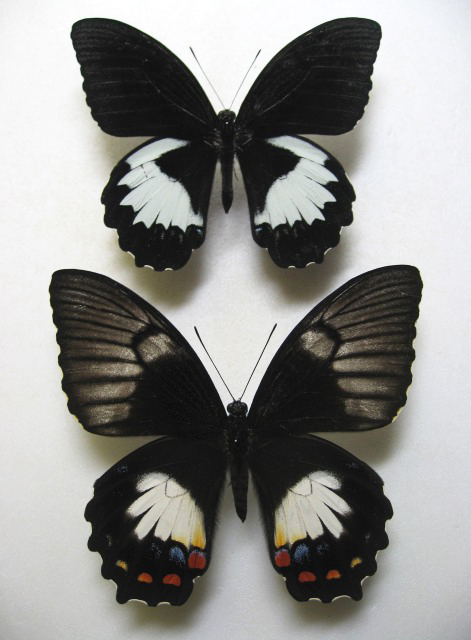 ���X�A�J�����L�A�Q�n