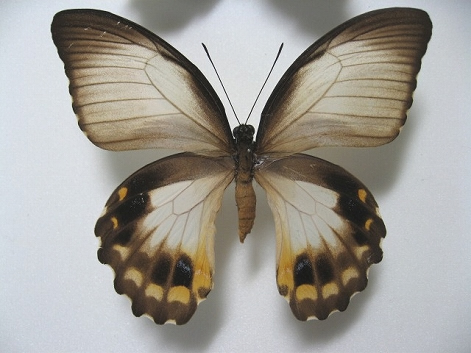 ���X�A�J�����L�A�Q�n