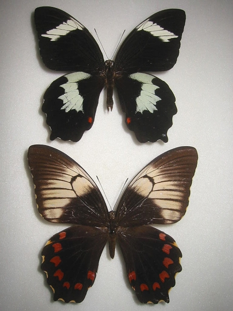 ���X�A�J�����L�A�Q�n