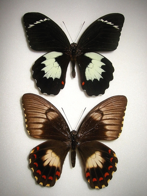 ���X�A�J�����L�A�Q�n