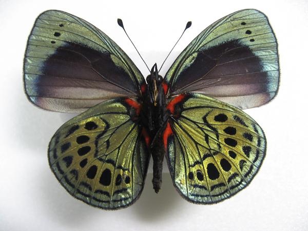 �}���o�l�A�J�l�^�e�n